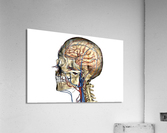 776 Acrylic Print