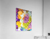 951 Acrylic Print