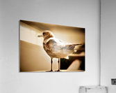 1010 Acrylic Print