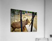 1066 Acrylic Print