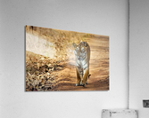 1131 Acrylic Print