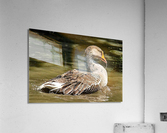1165 Acrylic Print