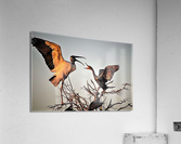1204 Acrylic Print