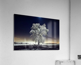 1205 Acrylic Print