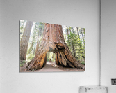 1267 Acrylic Print