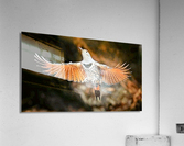 1300 Acrylic Print