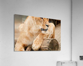 1438 Acrylic Print