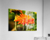 1477 Acrylic Print