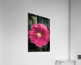 1502 Acrylic Print