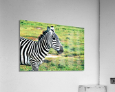 1508 Acrylic Print