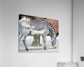 1513 Acrylic Print