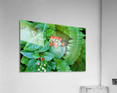 1544 Acrylic Print