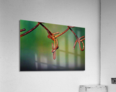 1545 Acrylic Print