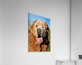 1550 Acrylic Print