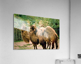1580 Acrylic Print