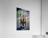 1585 Acrylic Print