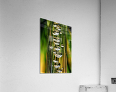 1589 Acrylic Print
