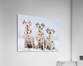 1612 Acrylic Print