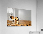 1654 Acrylic Print