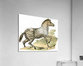 1682 Acrylic Print