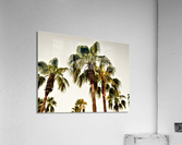 1691 Acrylic Print