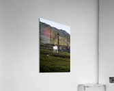 1699 Acrylic Print