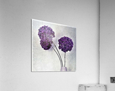 1704 Acrylic Print