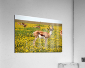 1714 Acrylic Print