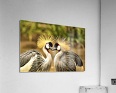 1724 Acrylic Print