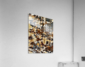 1802 Acrylic Print