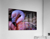 1880 Acrylic Print