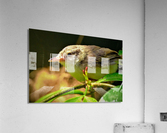 1886 Acrylic Print