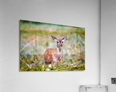 1905 Acrylic Print