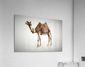 1972 Acrylic Print