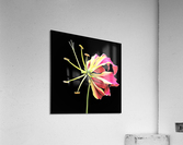2063 Acrylic Print