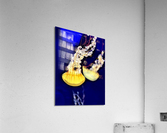 2072 Acrylic Print