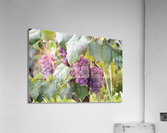 2086 Acrylic Print