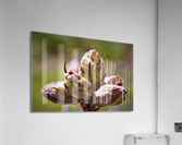 2125 Acrylic Print