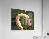 2145 Acrylic Print