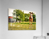 2271 Acrylic Print