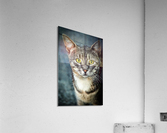 2272 Acrylic Print