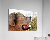 2273 Acrylic Print