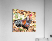 2275 Acrylic Print