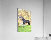 2281 Acrylic Print