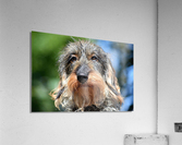 2300 Acrylic Print
