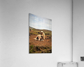 2306 Acrylic Print