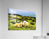 2366 Acrylic Print