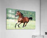 2444 Acrylic Print