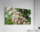 2446 Acrylic Print