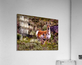 2453 Acrylic Print